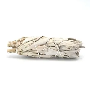 Salvia Bianca